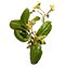 Anogeissus