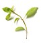 Camphor
