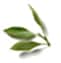 Silver Tip White Tea